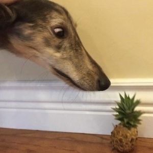 Meet your Posher, Alex